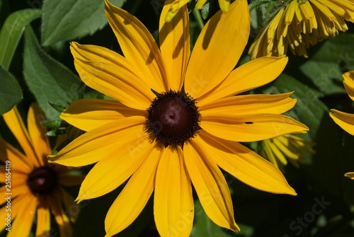 Close up of one yellow black-eyed susan flower