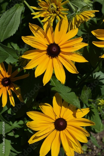 Close up of two yellow black-eyed susan flowers	