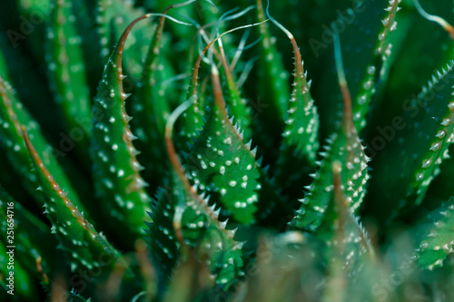 Detail of the skewers of a cactus