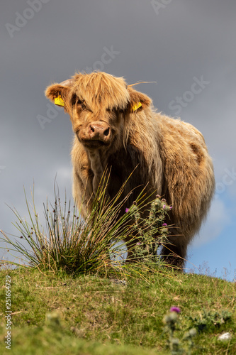 Foto highland cattle