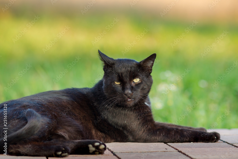 czarny kot wypoczywa w wiejskiej scenerii - obrazy, fototapety, plakaty 