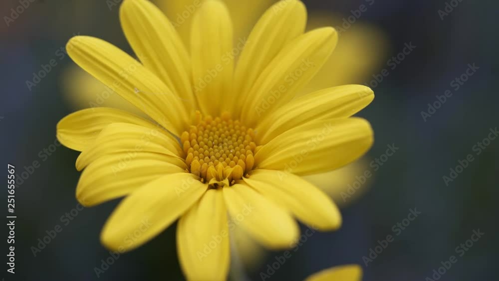 Close-up image of a beautiful yellow flower Close-up image of a beautiful yellow flower
