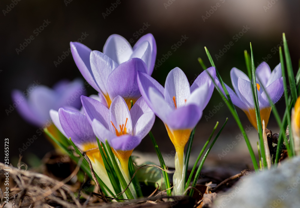 crocus in the nature crocus in the nature