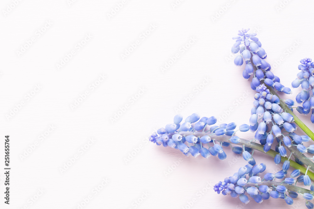 Spring blue muscari flowers. Muscari flowers on pink pastel background. Spring greeting card. Spring blue muscari flowers. Muscari flowers on pink pastel background. Spring greeting card.