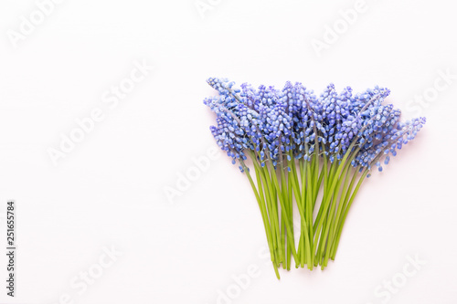 Spring blue muscari flowers. Muscari flowers on pink pastel background. Spring greeting card.