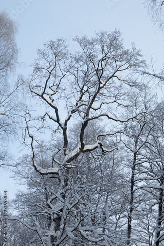 tree in winter