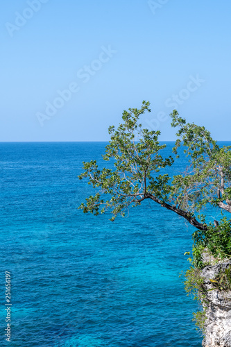 Fototapeta Naklejka Na Ścianę i Meble -  Tropical ocean seascape, leaning tree hanging over cliff. Island coast vacation destination view.