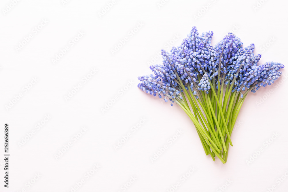 Obraz premium Wiosenne niebieskie kwiaty muscari. Kwiaty Muscari na różowym pastelowym tle. Wiosna z życzeniami.