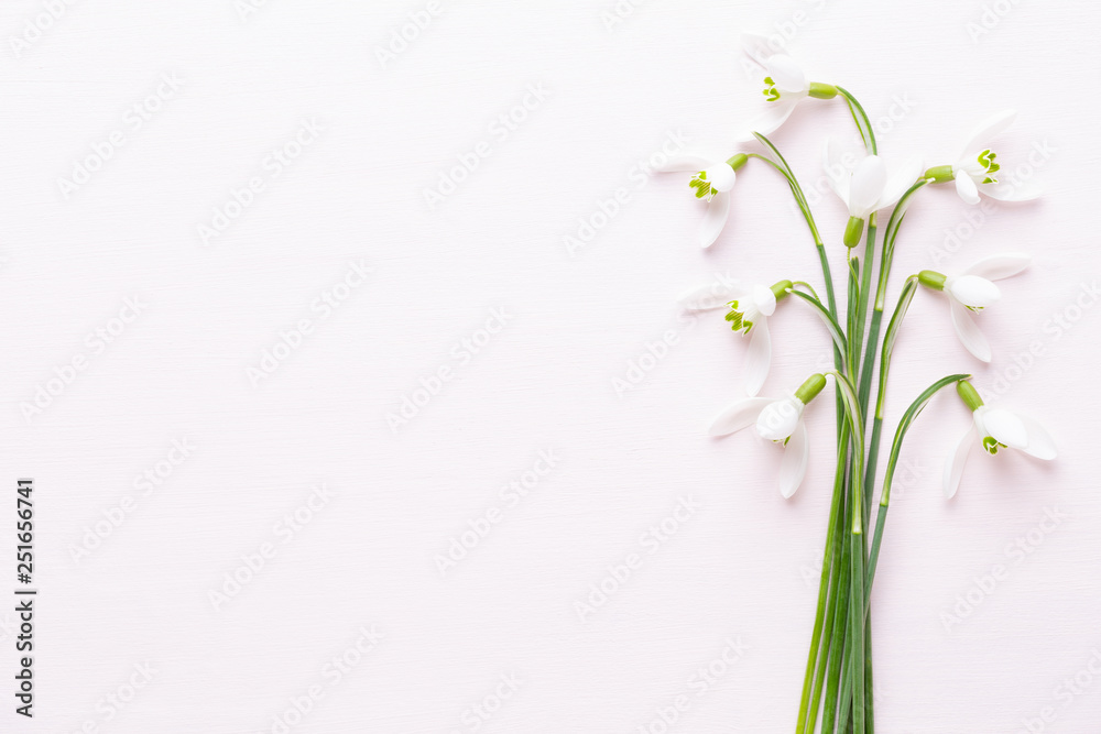Fototapeta Fresh snowdrops on pink background with place for text. Spring greeting card.