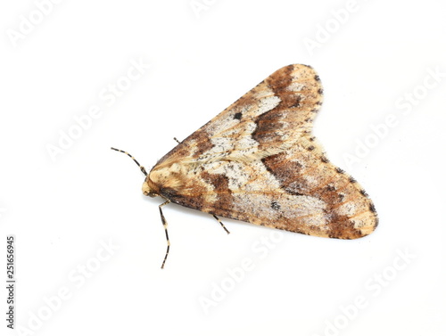 Mottled Umber moth Erannis defoliaria isolated on white background