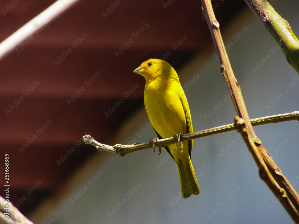 Obraz premium bird, canary, yellow bird, nature, peace, restful, contemplative, brazil, brazil nature