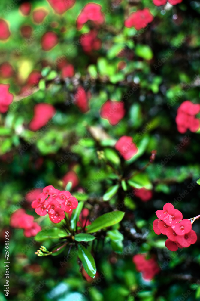 red flowers in garden