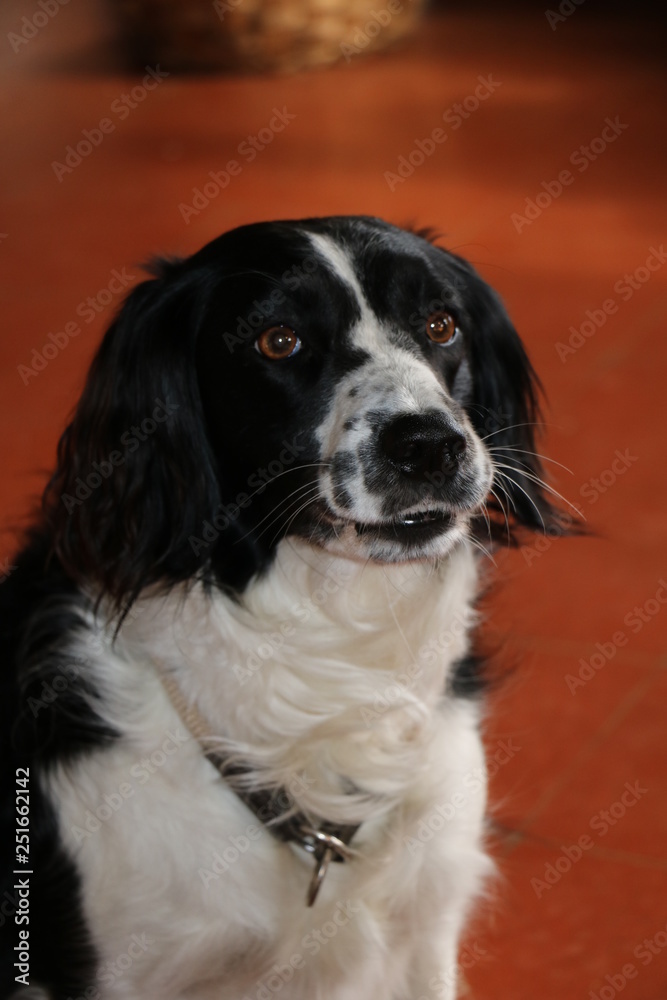 Cute dog moments Cute dog moments