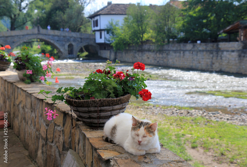 Cat in Tryavna (Bulgaria) © dinar12