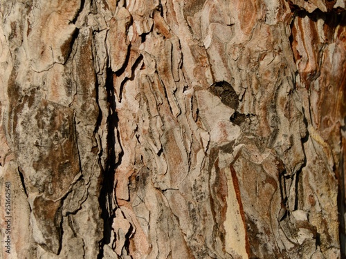 tree-bark texture