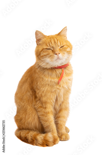 Fototapeta Naklejka Na Ścianę i Meble -  ginger cat isolated