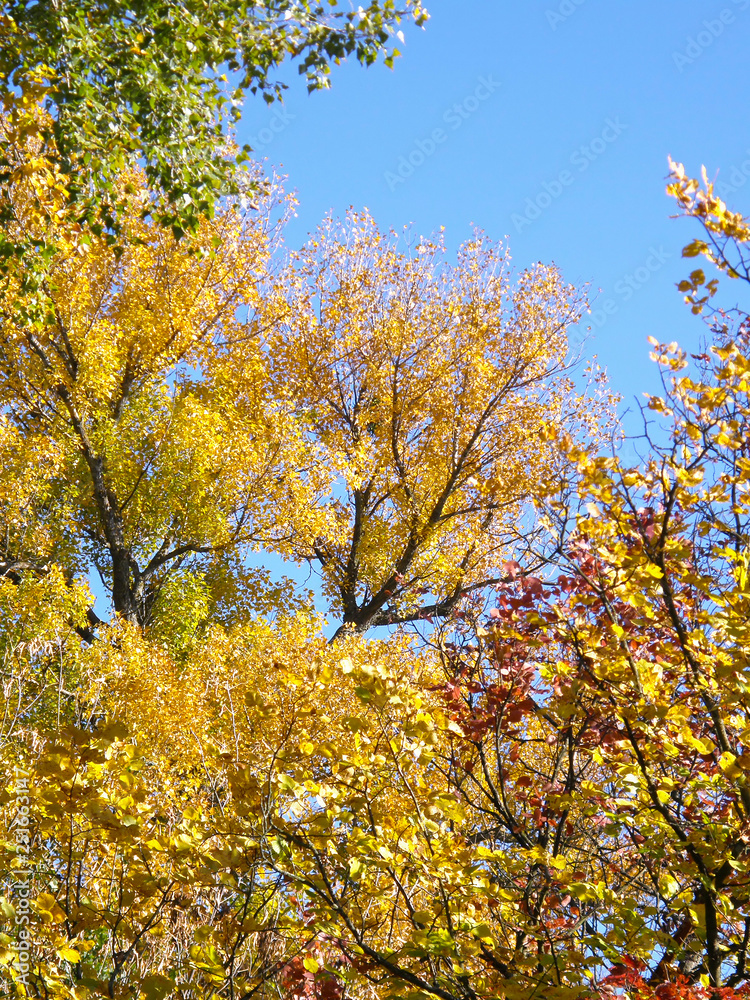 yellow tree in autumn yellow tree in autumn