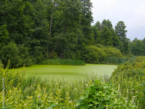 lake in the forest