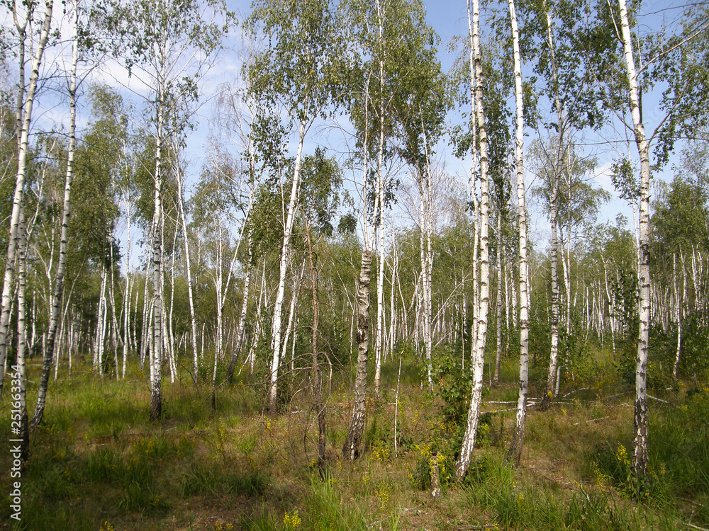 trees in the forest trees in the forest