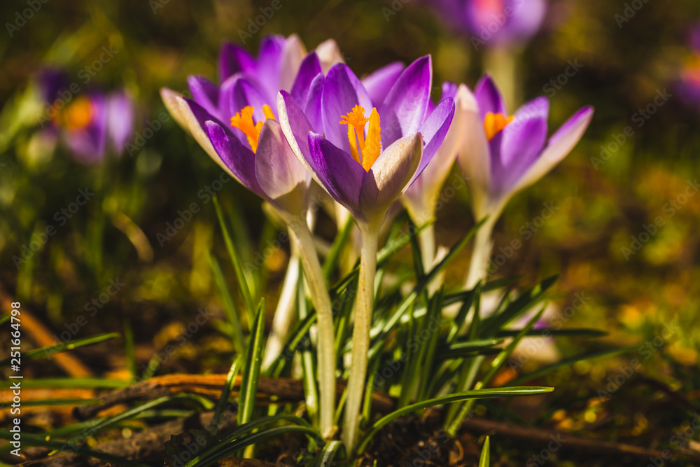 Several purple crocuses close-up on a blurred background. Several purple crocuses close-up on a blurred background.