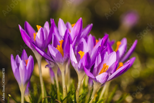 Several purple crocuses close-up on a blurred background.