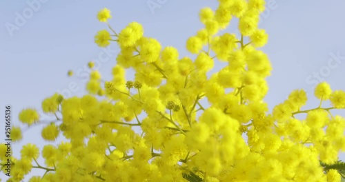 Albero fiore Mimosa gialla mosso dal vento. photo