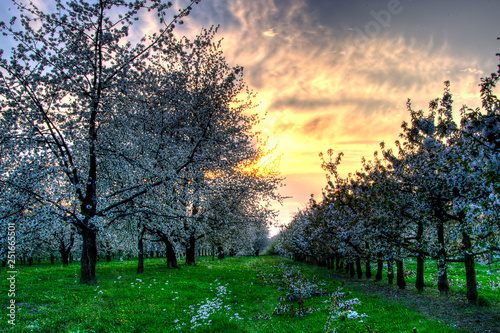 Cherry blossoms in spring with sunset