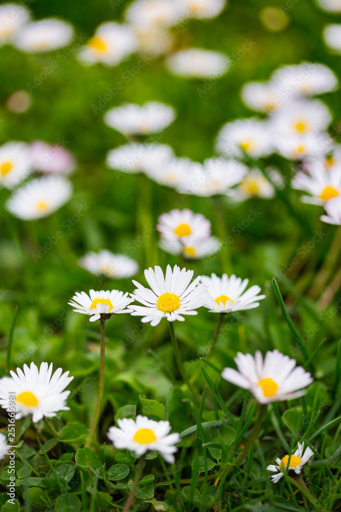 Bellis on the lawn Bellis on the lawn