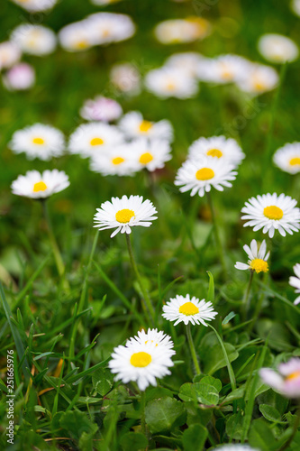 Bellis on the lawn