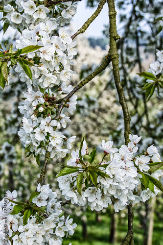 Cherry blossoms in spring