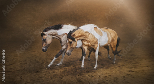 Two Paint Horses photo