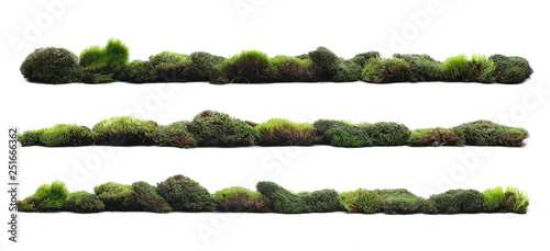 Set green moss with grass isolated on white background and texture, clipping path