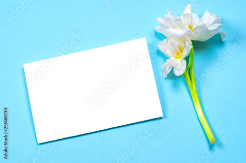 Empty white sheet of paper on a blue background, next to it lies a beautiful white tulip and an ink pen. Place for inscription.