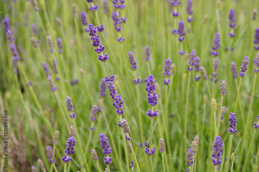 field of purple flowers field of purple flowers