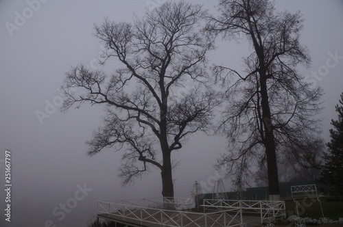 tree in fog