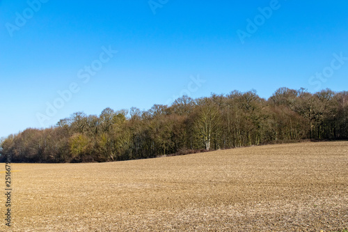 Agricultural field in front on winter woodland scene on a warm sunny day in February