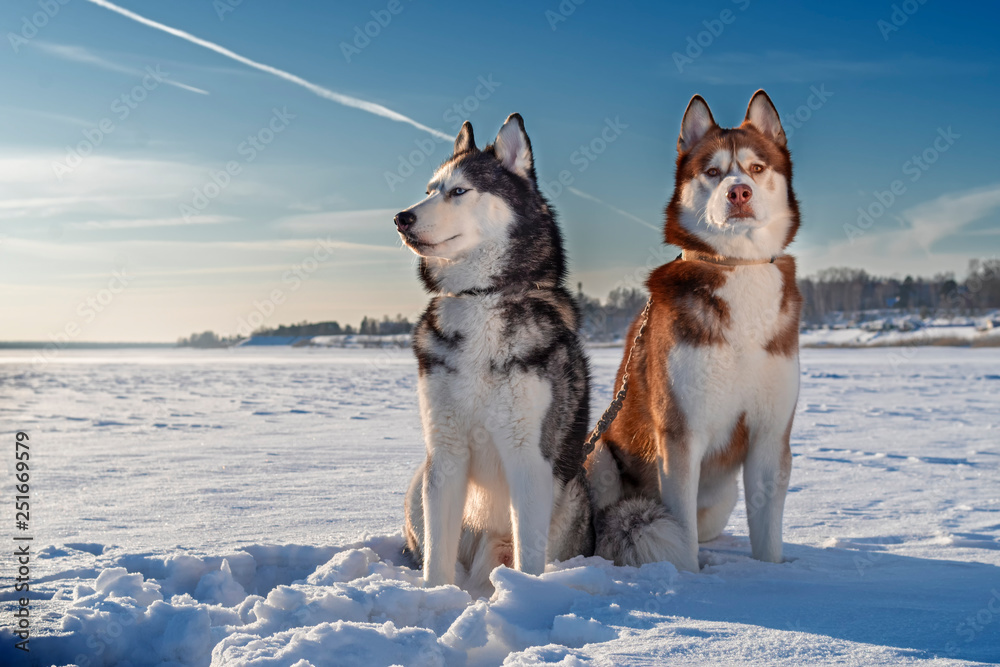 Siberian Husky dogs on sunny winter background. Portrait of two husky dogs sitting on the white snow against a clear blue sky.