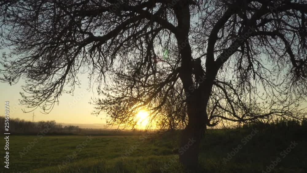 Landscape, tree, sun through branches, spiritual, meditation. Motion camera trac Landscape, tree, sun through branches, spiritual, meditation. Motion camera trac