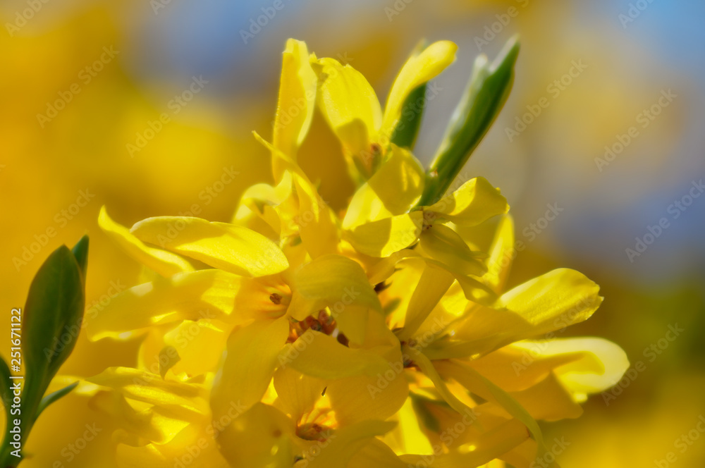 Blooming forsythia in springtime. Blurry backdrop with yellow flowers. Beautiful florets in the park. Blue sky. Spring blossoming forsythia with soft focus and blurry. Toned image doesn’t in focus. Blooming forsythia in springtime. Blurry backdrop with yellow flowers. Beautiful florets in the park. Blue sky. Spring blossoming forsythia with soft focus and blurry. Toned image doesn’t in focus.