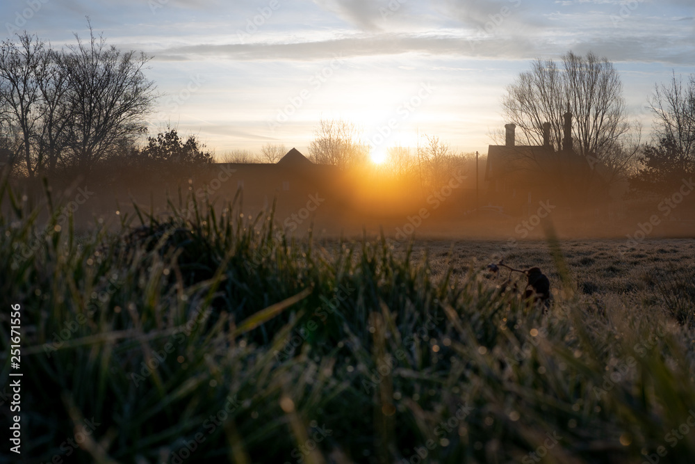 Low angle grass in a village at sunrise Low angle grass in a village at sunrise