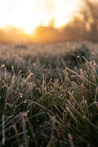Low angle grass in a village at sunrise