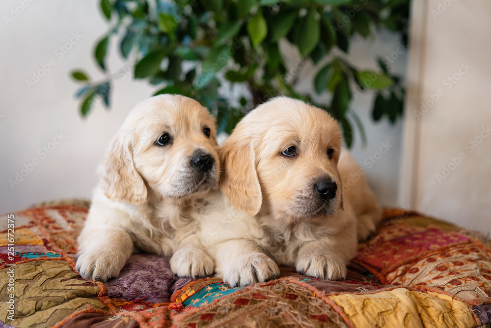 Couple of cute golden retriever puppies lying down portrait