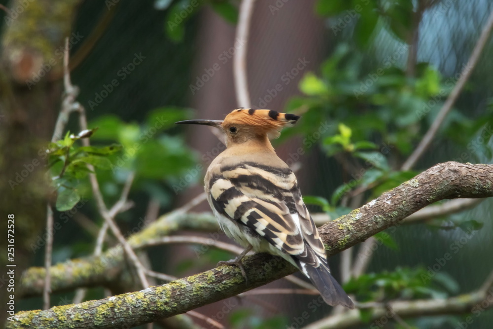 Obraz premium Wiedehopf