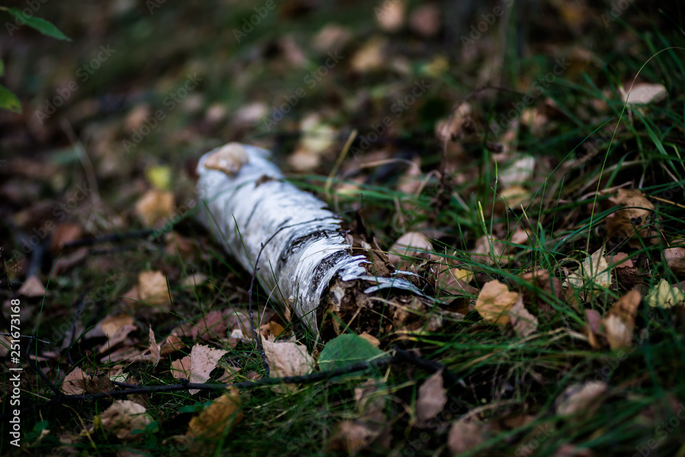 Birch log in the autumn forest in the afternoon Birch log in the autumn forest in the afternoon