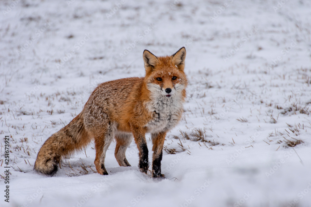 Fototapeta premium Fox in the snow