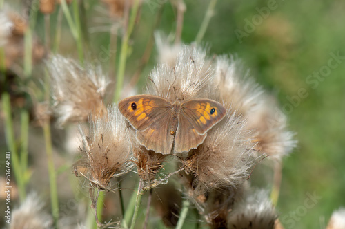 Satyridae / Çayır Esmeri / / Maniola jurtina photo