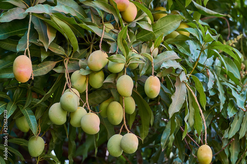 Ripe mangoes on tree. Bunch of fresh mangoes hanging from tree.