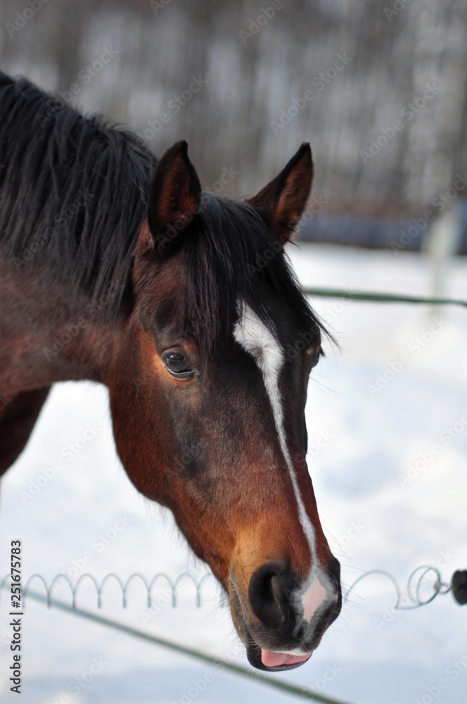 Obraz premium Horse shows language