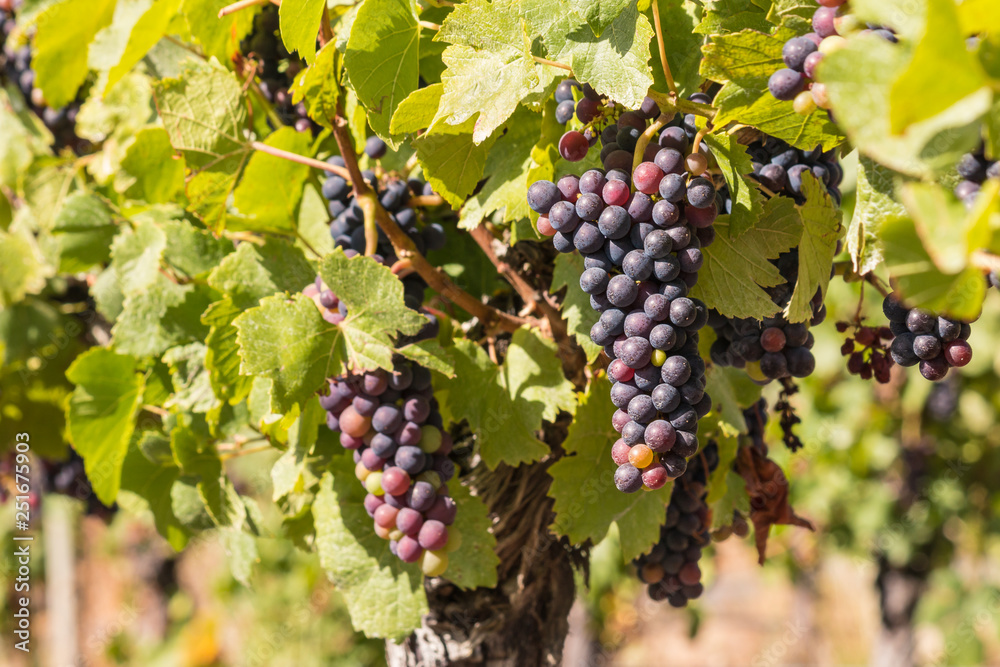 closeup of red grapes ripening on vine in organic vineyard at harvest time