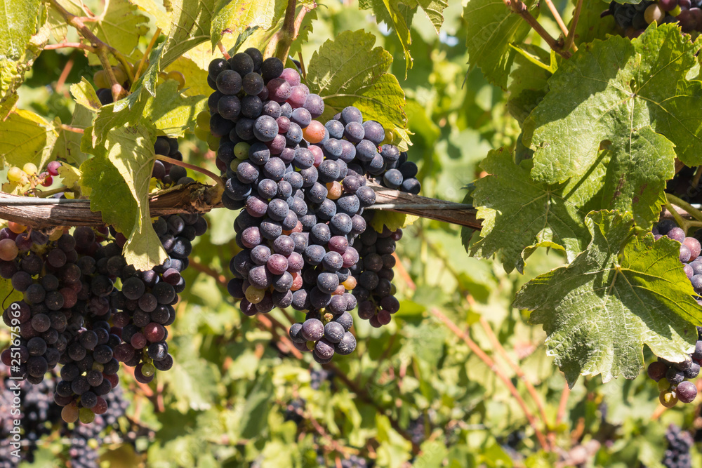 bunches of ripe merlot grapes at harvest time in vineyard bunches of ripe merlot grapes at harvest time in vineyard